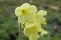 Primula elatior