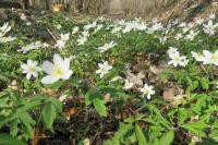 Anemone nemorosa