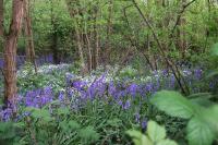 Hyacinthoides non-scripta