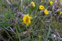 Tussilago farfara