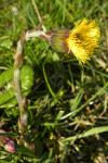 Tussilago farfara