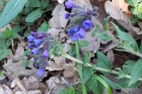 Pulmonaria officinalis