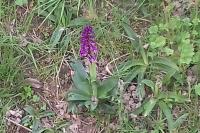 Orchis mascula