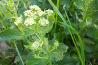 Lepidium draba