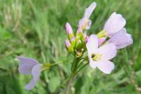 Cardamine pratensis