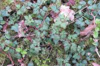 Geranium robertianum