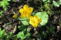 Caltha palustris