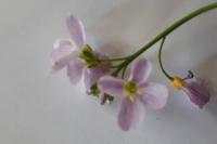 Cardamine pratensis