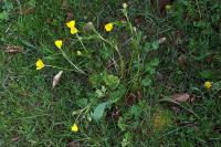 Ranunculus bulbosus