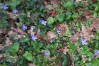 Vinca major