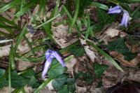 Hyacinthoides non-scripta