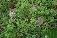 Veronica hederifolia