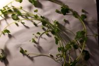 Veronica hederifolia