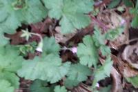 Geranium rotundifolium