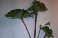 Geranium rotundifolium