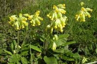 Primula veris