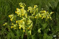 Primula veris