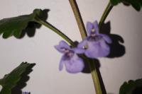 Glechoma hederacea