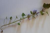 Glechoma hederacea