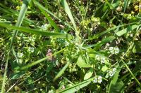 Valerianella locusta