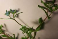 Valerianella locusta