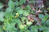 Lamium galeobdolon