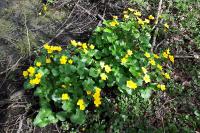 Caltha palustris