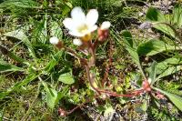 Saxifraga granulata