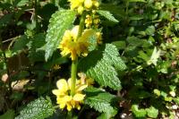 Lamium galeobdolon