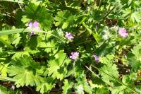 Geranium molle