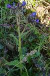 Pulmonaria longifolia