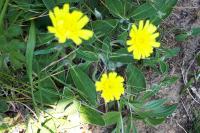 Pilosella officinarum