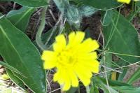 Pilosella officinarum