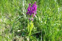 Orchis mascula