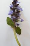 Ajuga reptans