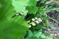 Ribes rubrum