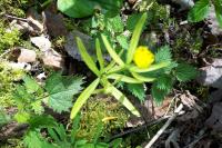 Ranunculus auricomus
