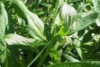 Symphytum officinale