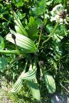 Plantago lanceolata