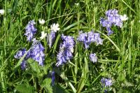 Hyacinthoides non-scripta