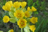 Primula veris