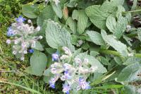 Borago officinalis
