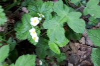 Fragaria vesca