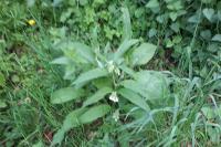 Symphytum officinale