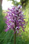 Orchis simia