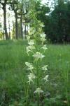 Platanthera chlorantha