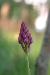 Anacamptis pyramidalis