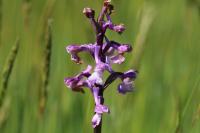 Anacamptis morio