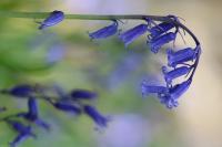 Hyacinthoides non-scripta