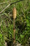 Equisetum arvense